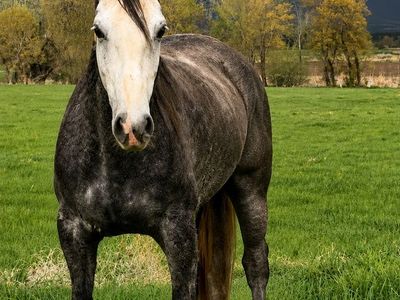 4-Year-Old Grey Gelding - Ghost, Unbroke Project Horse