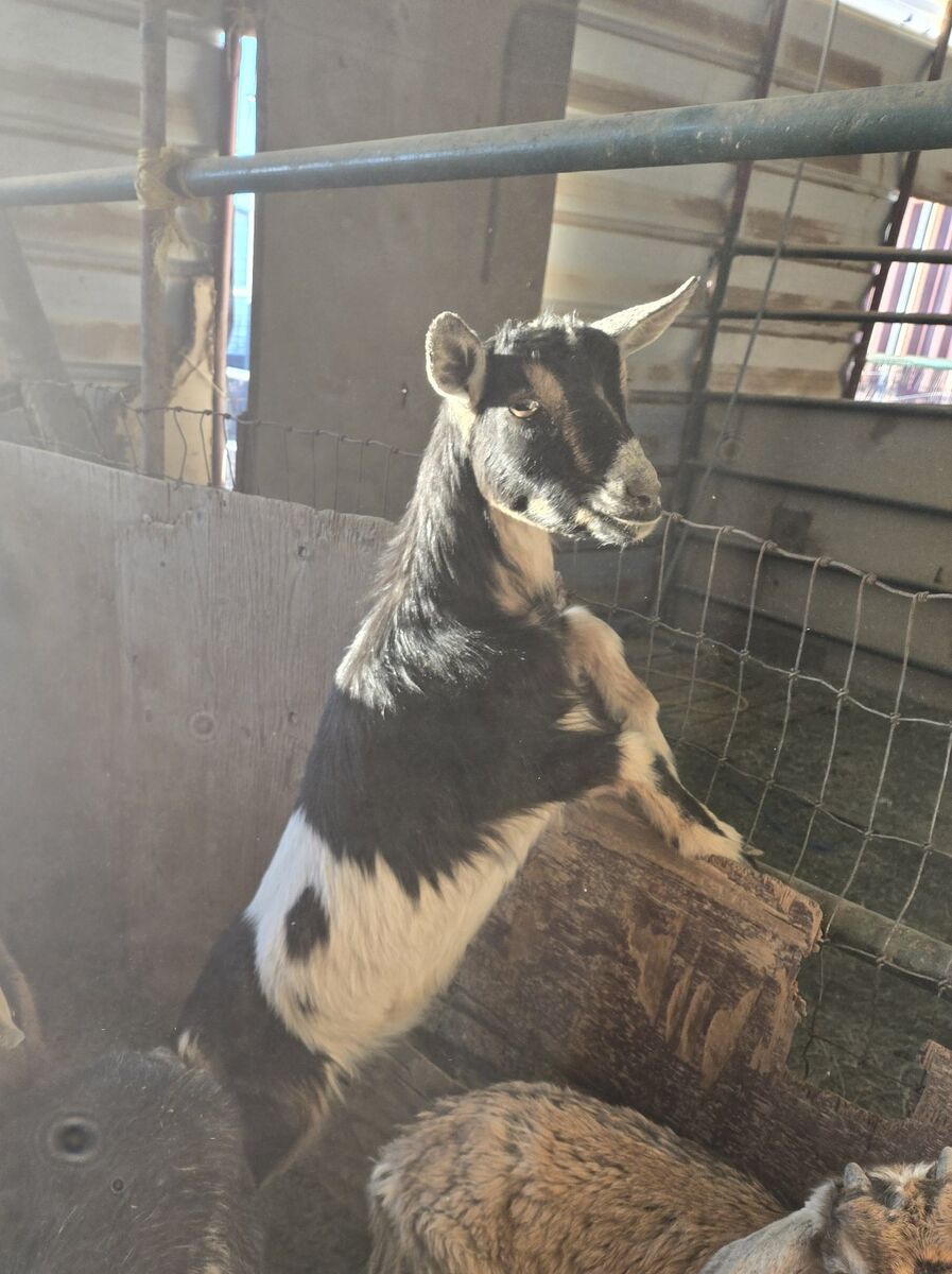 Nigerian Dwarf cross doe