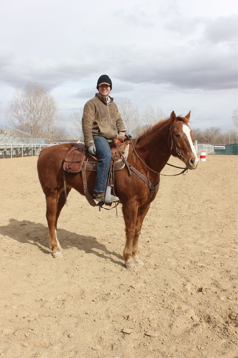 Grade Sorrel Gelding