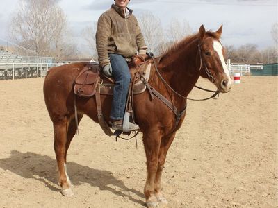 Grade Sorrel Gelding