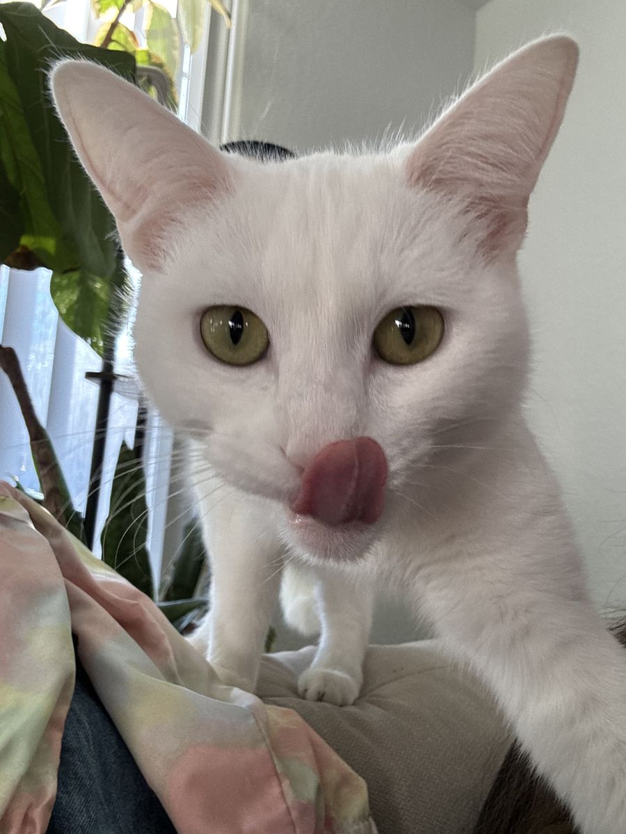 $100 Reward Lost White Cat