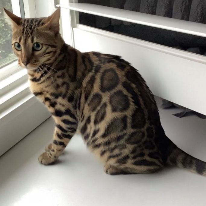 Purebread Female Bengal Cat - Not Spade
