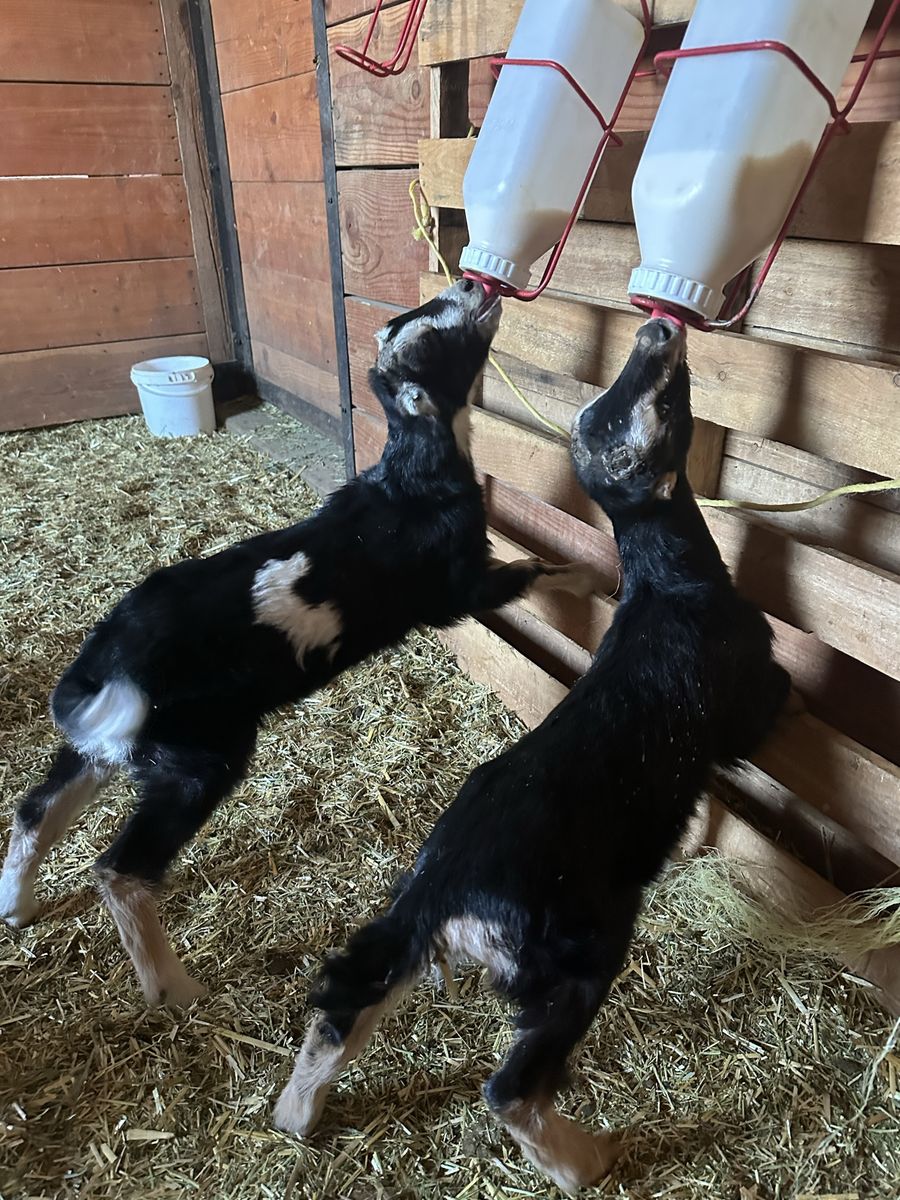 Bottle babies