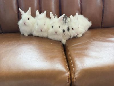 5 Lionhead Mix Rabbits