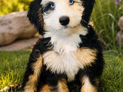 Rare Blue EYED Tri Bernedoodles!!
