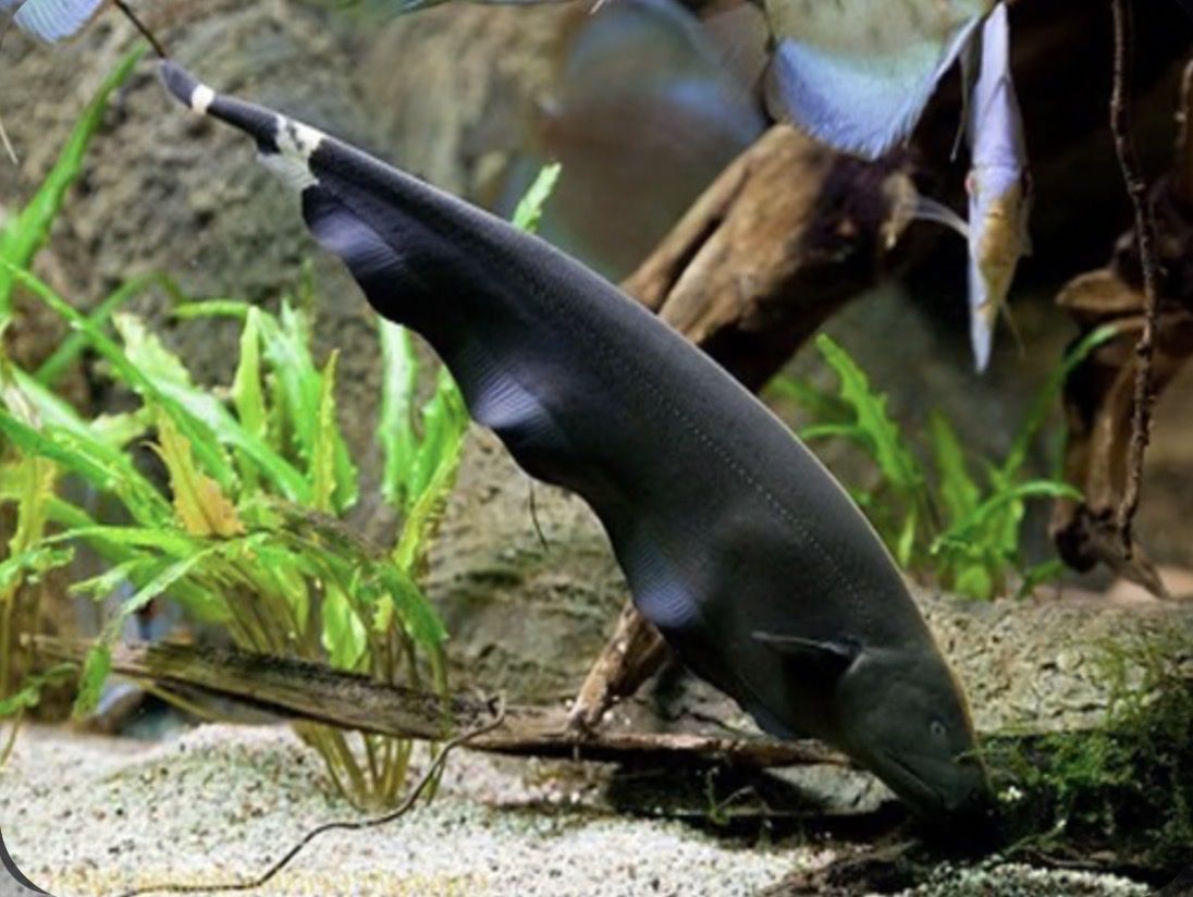 5” Ghost Knife Fish