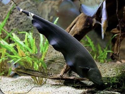 5” Ghost Knife Fish