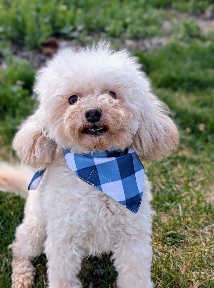 Devoted Toy Labradoodle, 6.5lbs, Neutered
