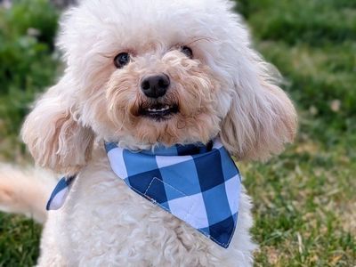 Devoted Toy Labradoodle, 6.5lbs, Neutered