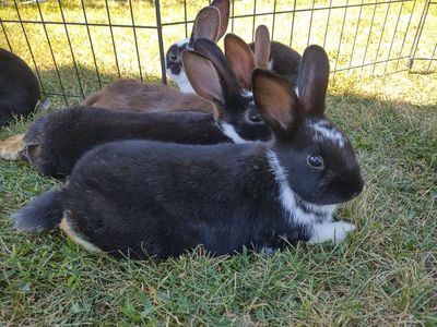 Mini Rex Mix Baby Bunnies