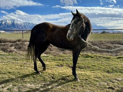 AQHA Gorgeous Grey Mare!