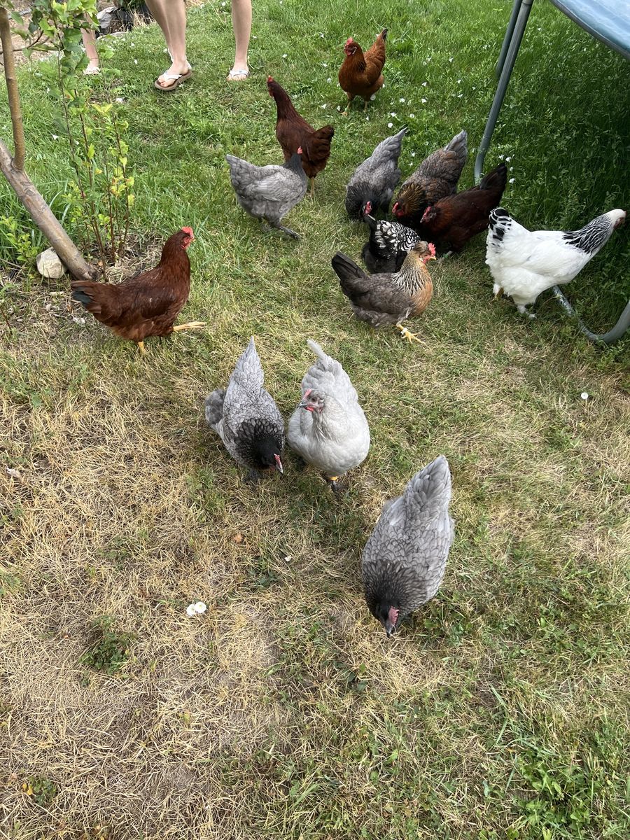 Hens/Chickens -Young, Healthy, High quality layers