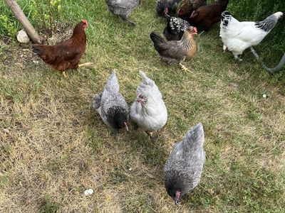Hens/Chickens -Young, Healthy, High quality layers