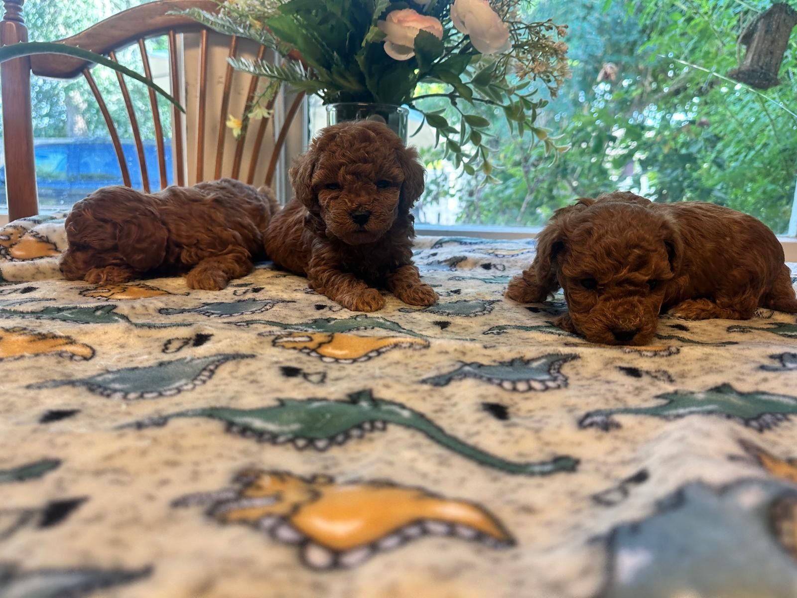 Teacup Goldendoodle Puppies