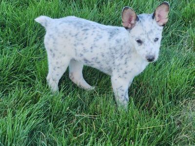 Australian Cattle Dog pups (heeler) ONLY 2 LEFT
