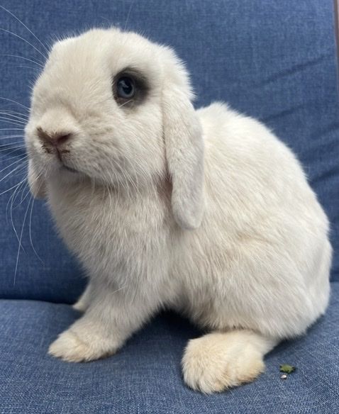 Doc - 8-Month-Old Friendly Neutered Male Rabbit Looking for a New Home