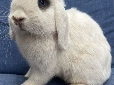 Doc - 8-Month-Old Friendly Neutered Male Rabbit Looking for a New Home