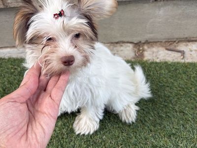 Adorable beautiful Yorkie girl puppy