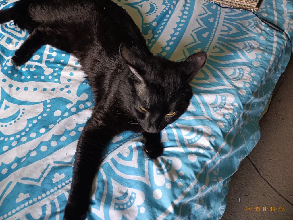 Cat