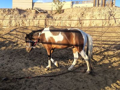 Paint pony gelding
