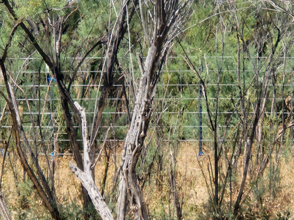 Cattle panels/ livestock panels