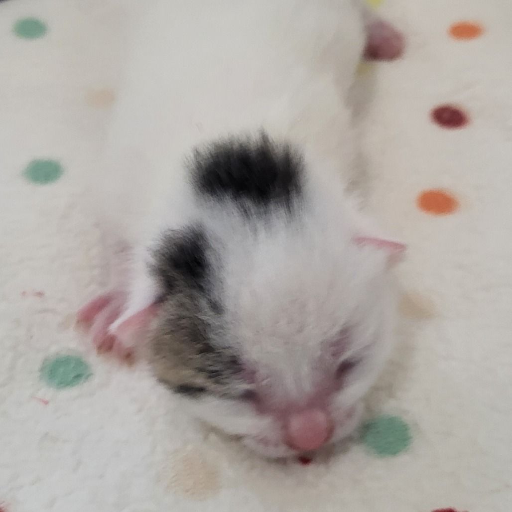 Hello my name is Comma