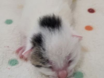 Hello my name is Comma