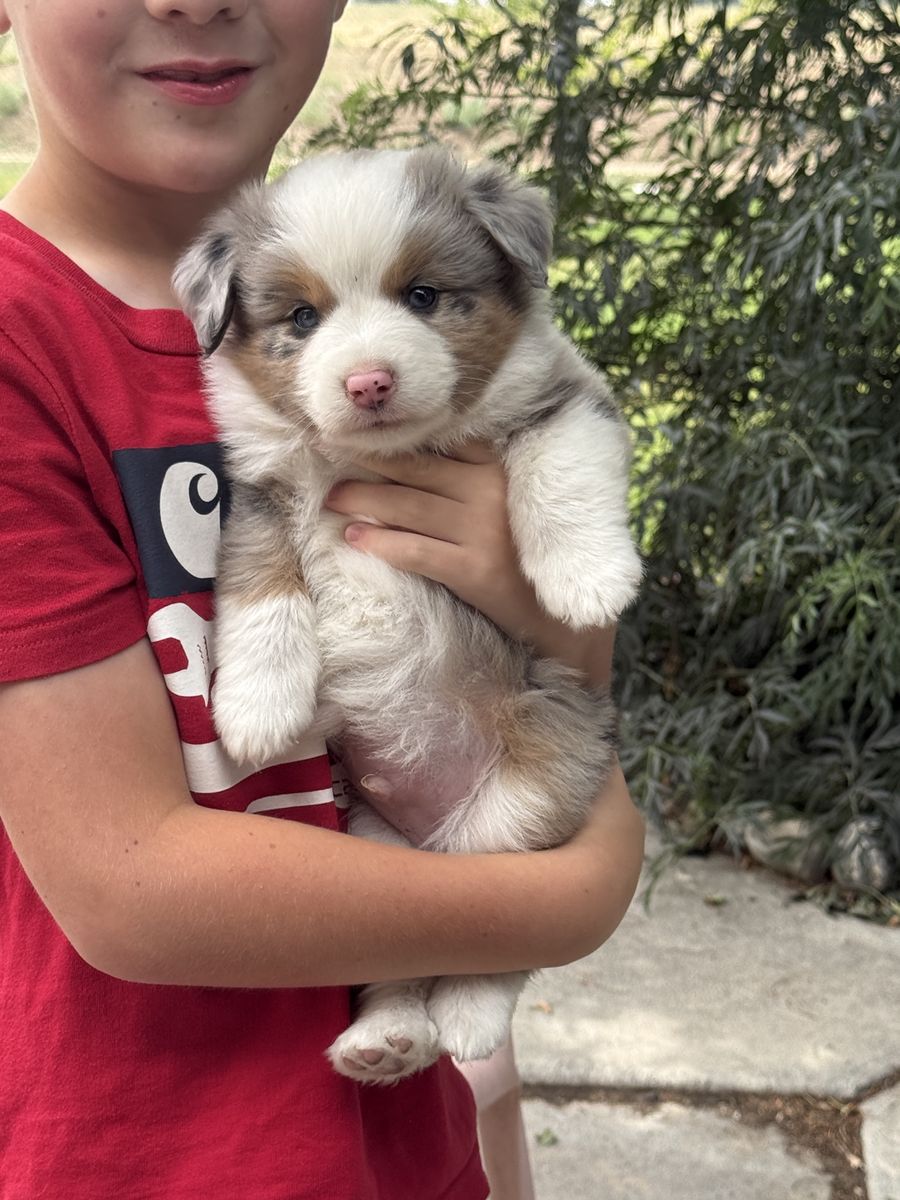 Adorable Mini Australian Shepherd Puppies