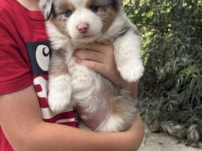 Adorable Mini Australian Shepherd Puppies