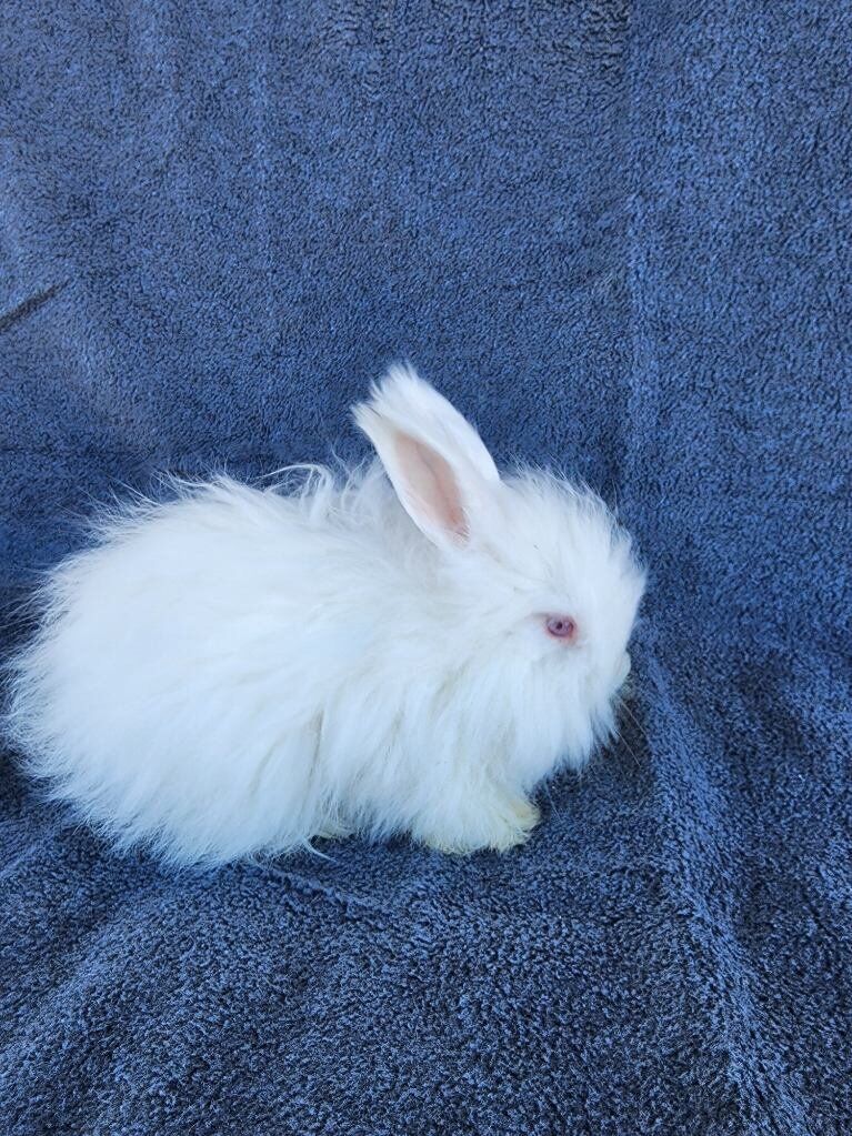 Purebred Red Eyed White English Angora Buck