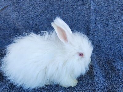 Purebred Red Eyed White English Angora Buck
