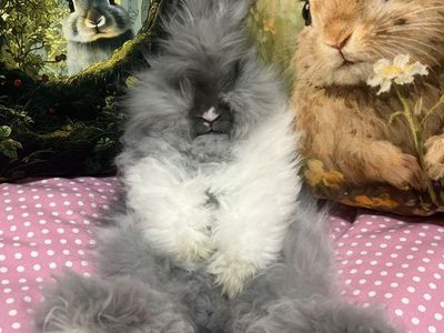 Pedigreed Blue Eyed English Angora Buck Heavily Vienna Marked Self Blue Bunny Rabbit
