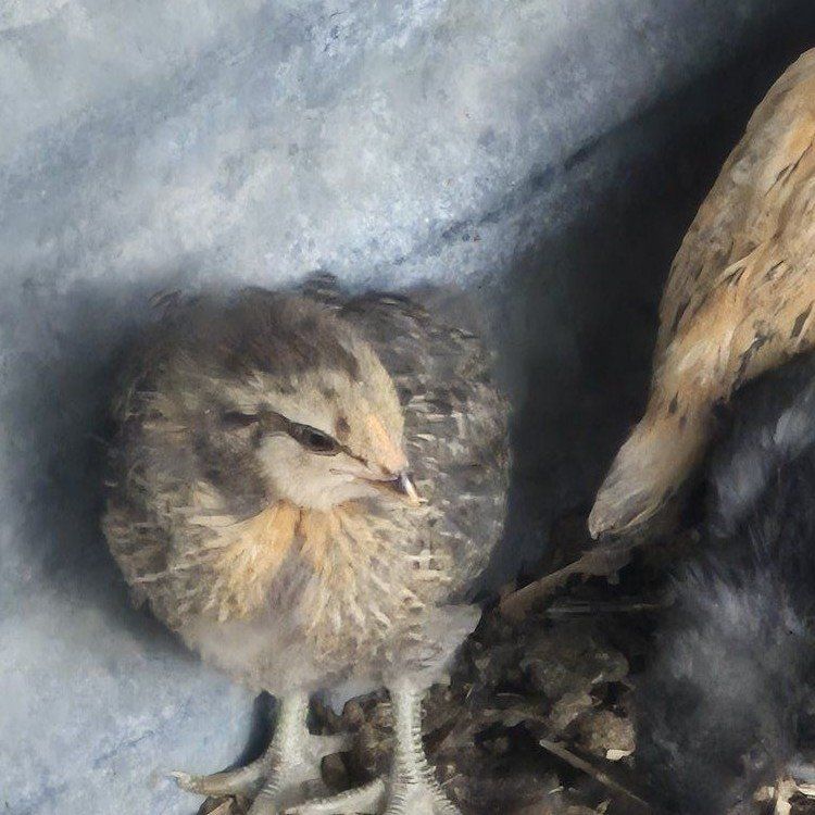 Americana Pullets Coop ready