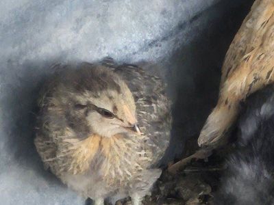 Americana Pullets Coop ready