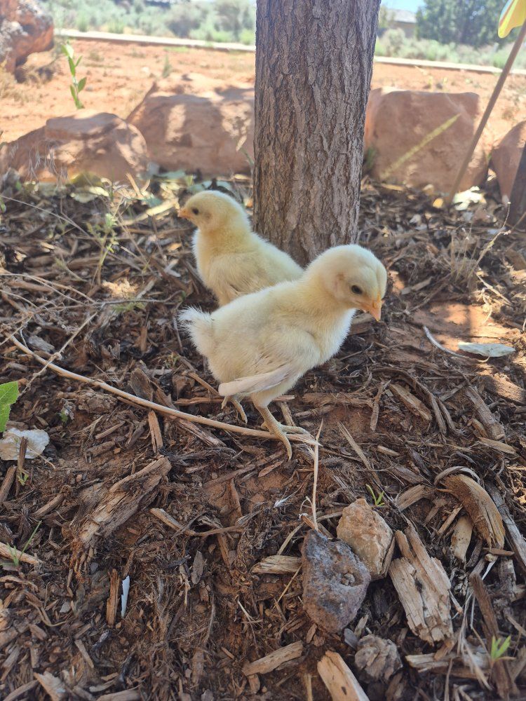American bresse chicks