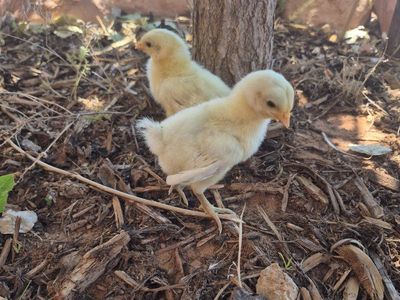American bresse chicks