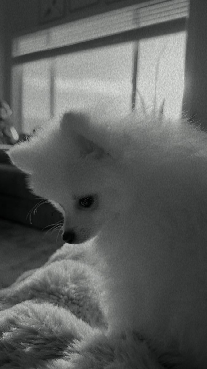 Pomeranian