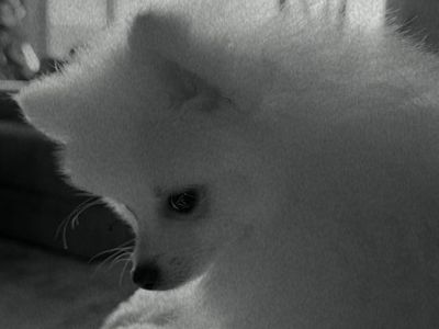 Pomeranian