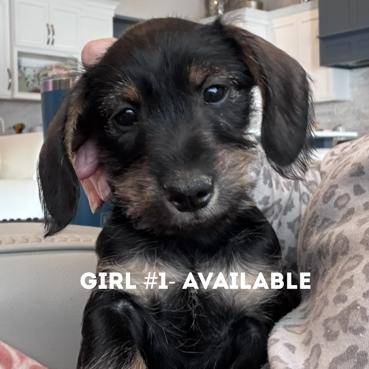 Rare Schnoxie Puppies | Miniature Dachshund x Miniature Schnauzer