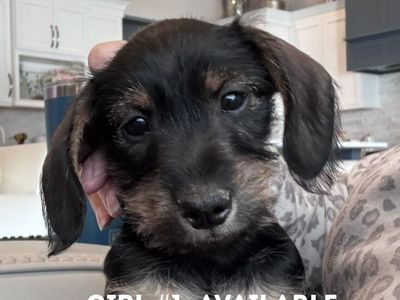 Rare Schnoxie Puppies | Miniature Dachshund x Miniature Schnauzer