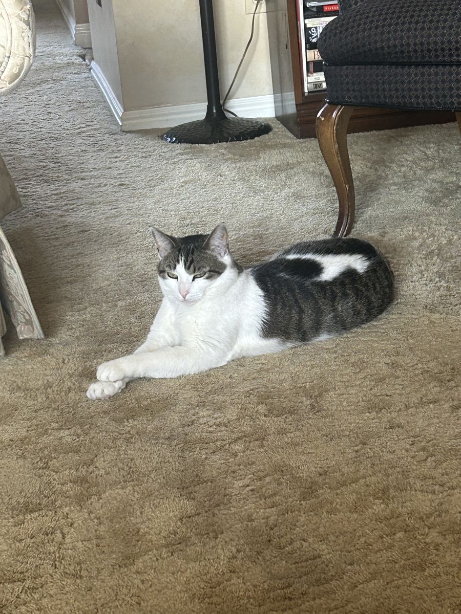 Cat to good home