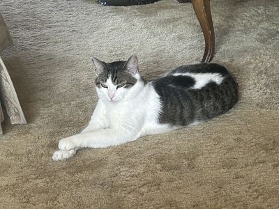 Cat to good home