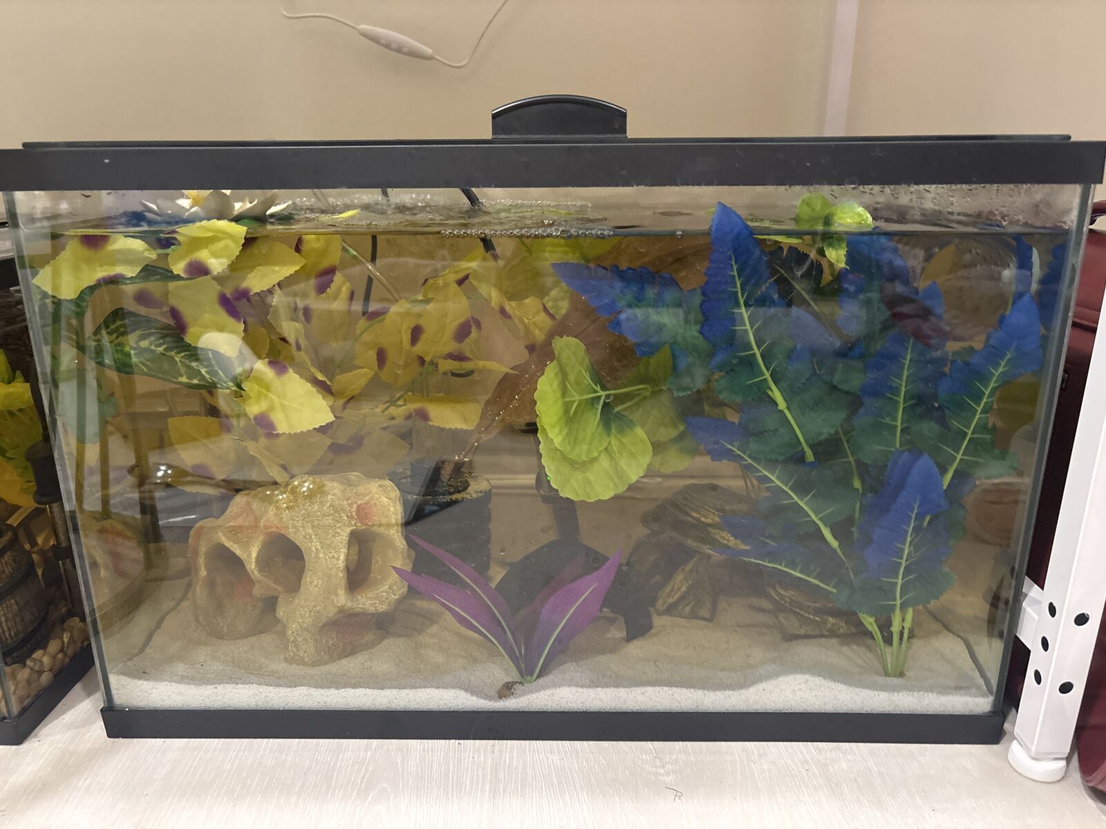 Betta needs a new home