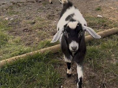 Friendly 1-Year-Old Nubian x Pygmy Buck - Good with Kids, Enjoys Hikes