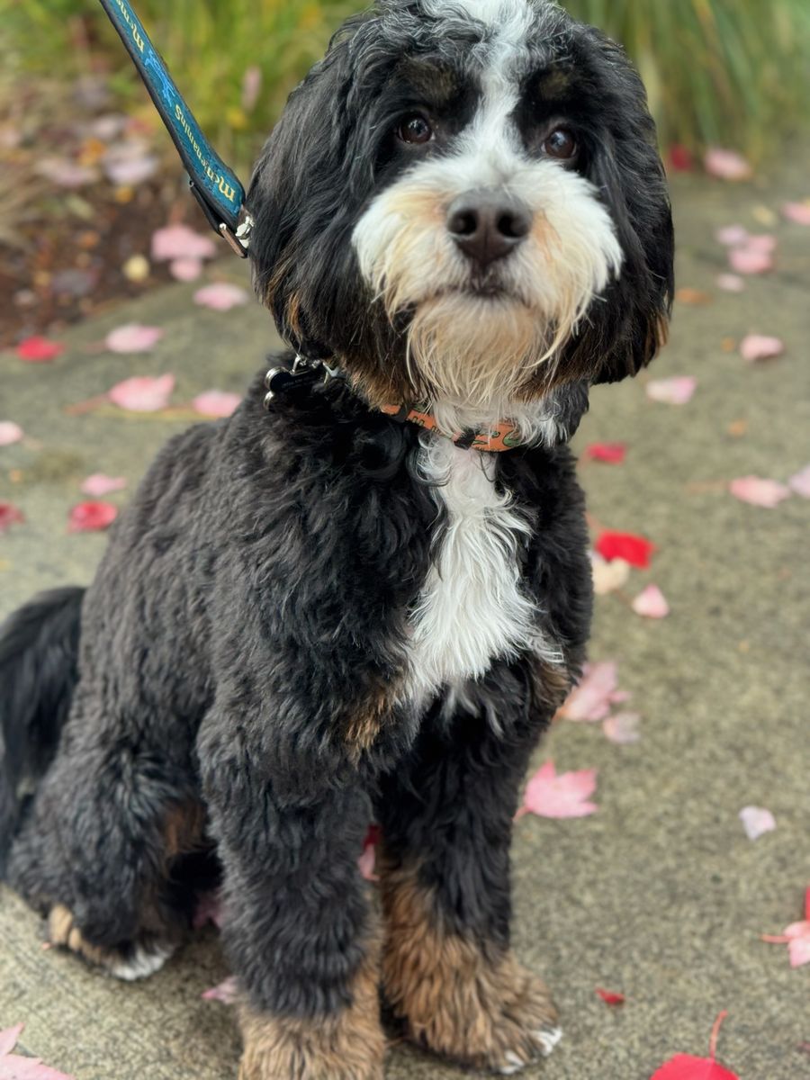 Willie 25lb Micro Bernedoodle stud 48% Bernese