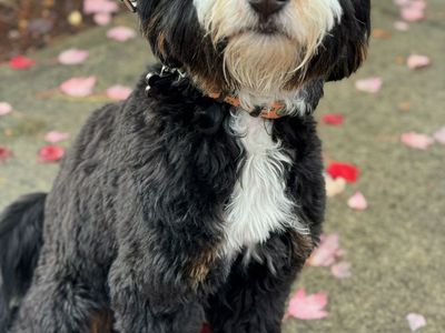 Willie 25lb Micro Bernedoodle stud 48% Bernese