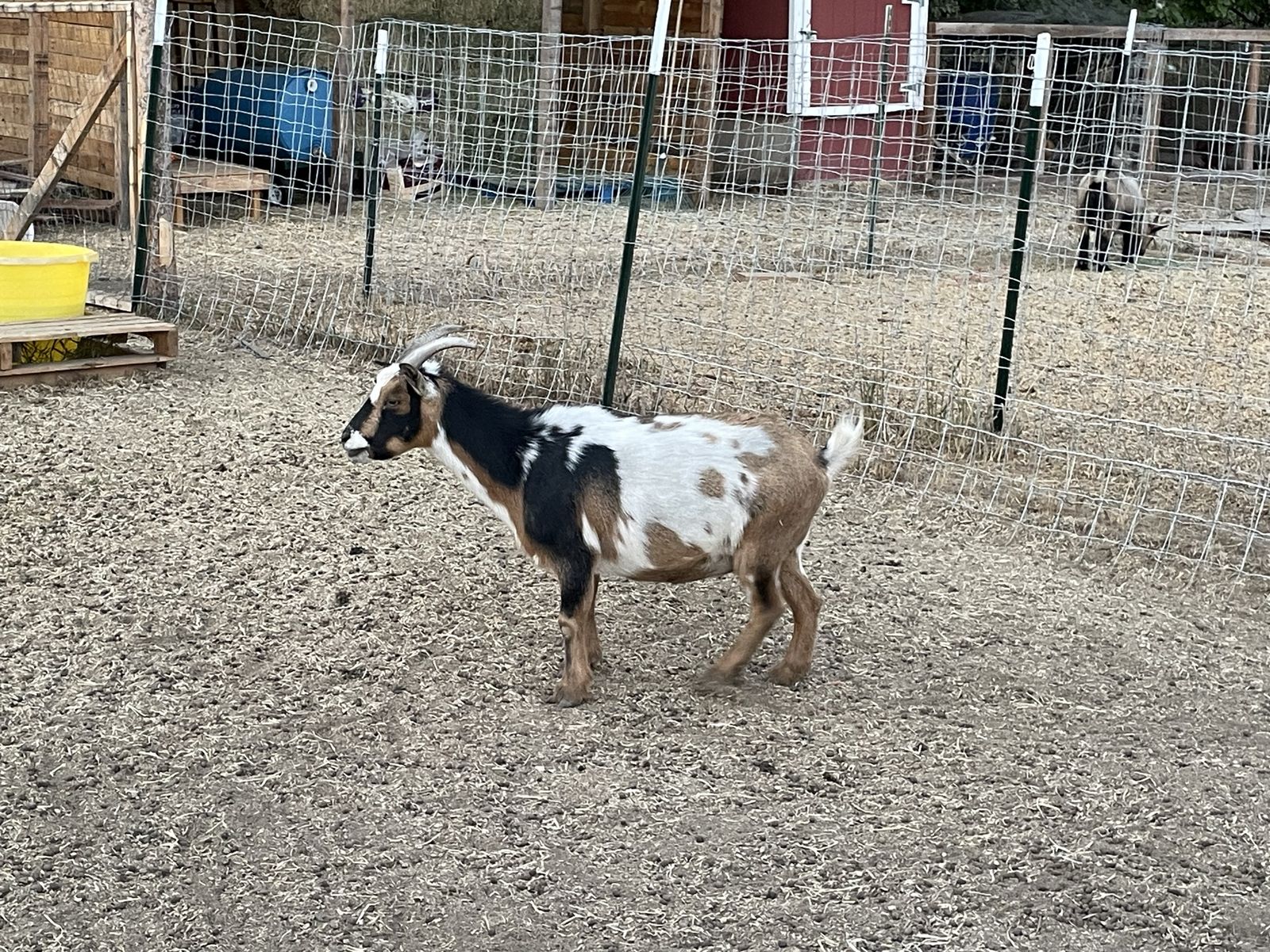 Nigerian Dwarf Doe and kids