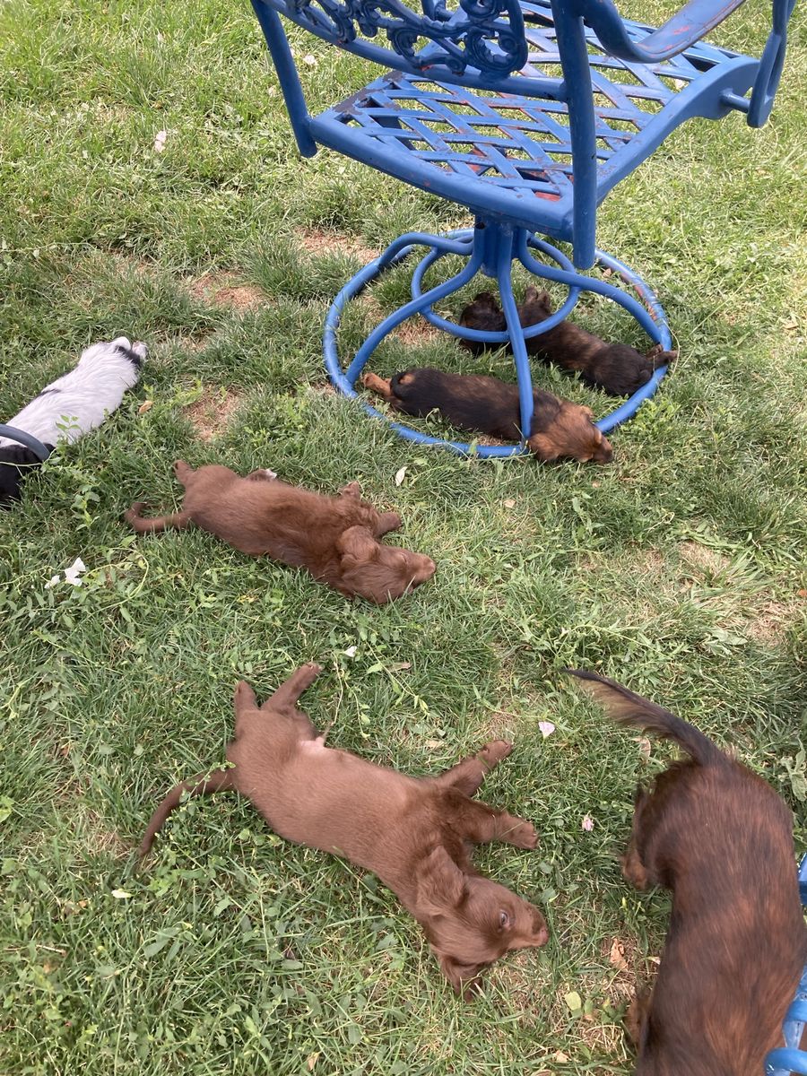 Pure bred mini dachshunds
