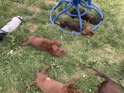 Pure bred mini dachshunds