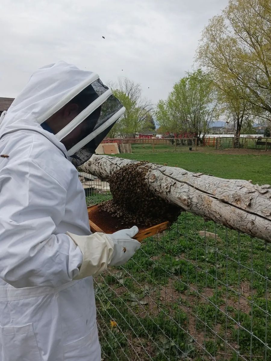FREE BEE SWARM REMOVAL
